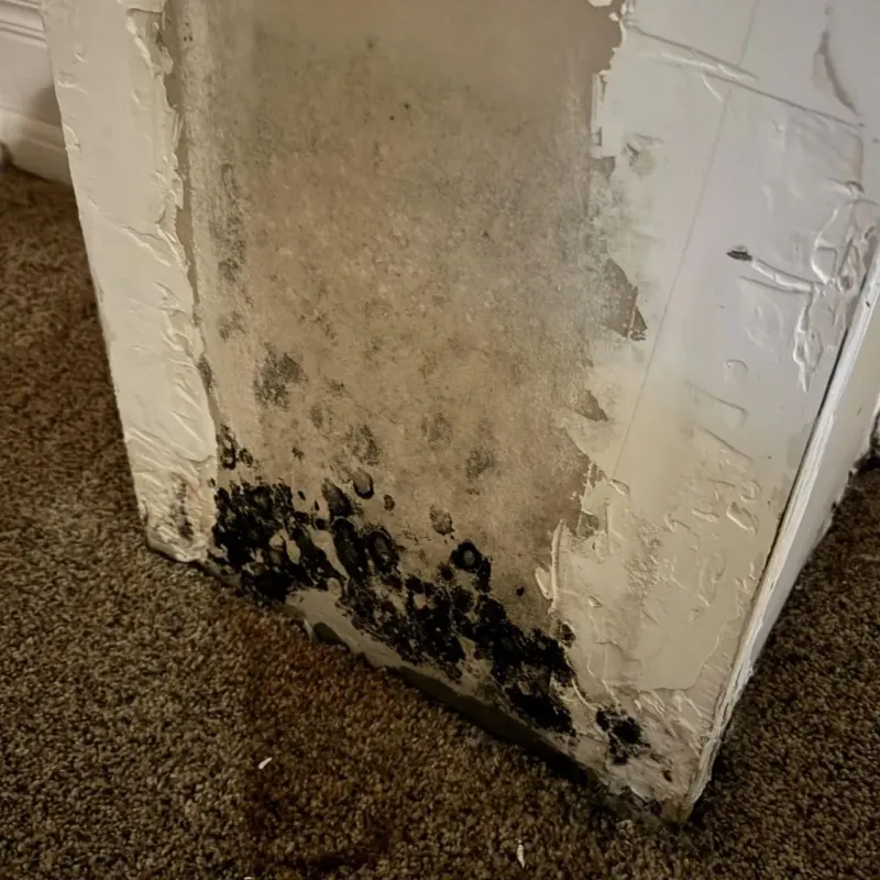 Professional Mold Removal in White Pine, TN